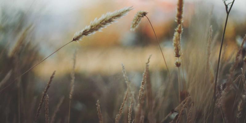 Art65: The Digital Renaissance of Art Phoenix in Modern Art