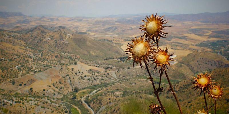 Art Phoenix与数字艺术展览：区块链如何重塑艺术品溯源与防伪新体系