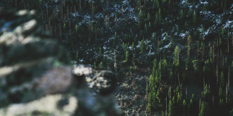 Art Phoenix：数字涅槃与未来艺术的创生之火