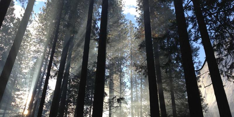 Art Phoenix：沉浸式艺术体验如何通过感官革命重新定义观众参与