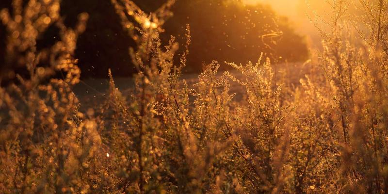 艺术入门:从Cultural Exchange到Art Phoenix,开启与艺术家的对话