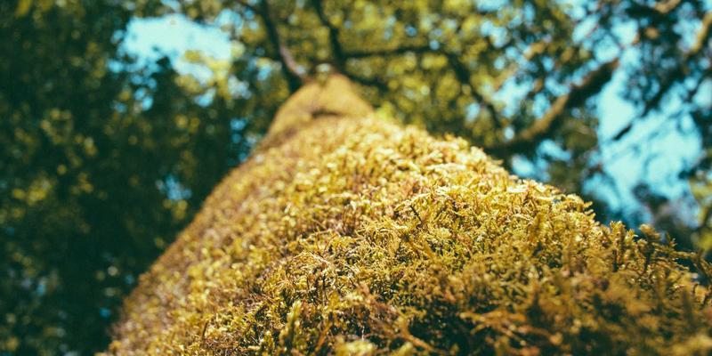 艺术、创作与文化交汇：神经科学揭示审美体验的脑机制与疗愈力量